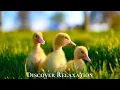 Download Lagu Peaceful Farm Ambience with Farm Animals and Relaxing Music, Acoustic Guitar, Instrumental Music