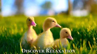 Peaceful Farm Ambience With Farm Animals And Relaxing Music Acoustic Guitar Instrumental Music 