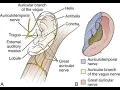 DISCUSS NERVE SUPPLY TO AURICLE EAR