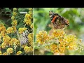 Cottage Farms 3-Piece Honeycomb Butterfly Bush Live Plants on QVC