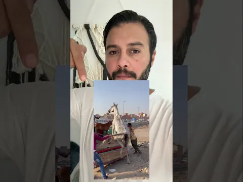 فرس من الشارع عملتلها تحليل جينات عشان اعرف سلالتها والنتيجة وصلت! 😳😲 #٦٠شو_مع_الدكتور_حاتم_ستين