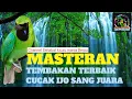 Download Lagu Masteran Tembakan Terbaik untuk Burung Cucak Ijo Sang Juara