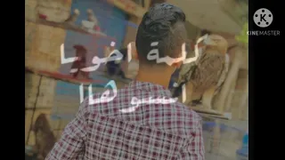 يالي انتو قطعتوها ومعايا حزبتوها الصقر يهجم دندنها