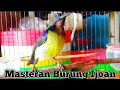 Lagu kolibri kelapa | manggar | wiceh | suara burung korlap untuk Masteran burung ijoan agar cepat bunyi