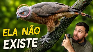AVES QUE A IA ESTÁ INVENTANDO: UM PROBLEMA PARA A VIDA SELVAGEM