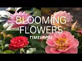 Flowers in Bloom — 5 Hypnotic Flower Timelapses