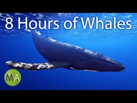 Download MP3 8 Hours of Whale Sounds Deep Underwater for Sleep and Relaxation