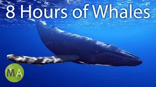 8 Hours Of Whale Sounds Deep Underwater For Sleep And Relaxation 