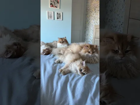 Explaining why I have 4 British Longhair cats now