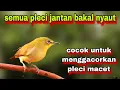 Download Lagu Pleci Betina Memanggil Jantan Untuk memancing Bunyi Pleci Jantan || Call Pleci Betina Birahi