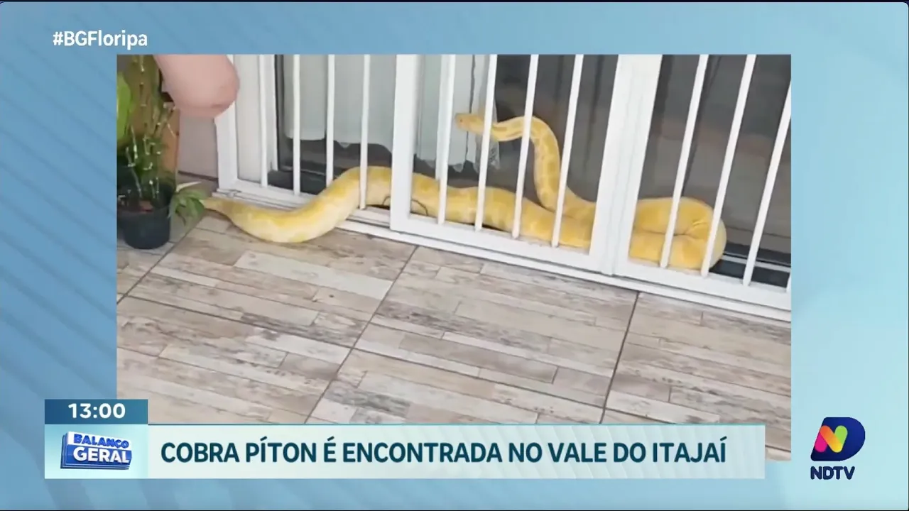 Moradores de Indaial avistam cobra píton em área residencial