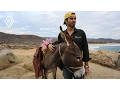 These facts about donkeys will blow your mind
