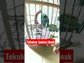 Download Lagu TEKUKUR DEKUKUR JANTAN‼️#shorts #shortsfeed#shortvideo #tekukur#dekukur #turledoves#turles#jinak