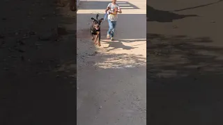 تدريب استابى أشرس كلب روت وايلر فى مصر  تدريب استابى أشرس كلب روت وايلر فى مصر