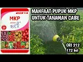 Lagu manfaat pupuk MKP untuk tanaman cabe || cabe ORI 212 172 hst