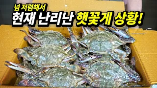 지금이 제일 싼 햇꽃게! 역대급으로 맛있게 먹는 신박한 방법
