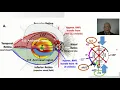 2021 OCT in Glaucoma 3 structure and function in glaucoma