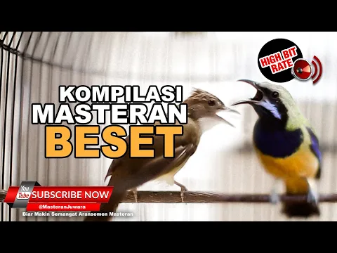 Download MP3 #1 🔴Suara Masteran Cucak Cungkok vs Cucak Jenggot Sangat Tajam dan Pedas❗️