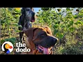 Lagu Abandoned Big Dogs Surprise Everyone By Being Huge Babies | The Dodo