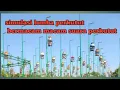 Download Lagu simulasi lomba perkutut | simulasi | lomba | perkutut | simulasi lomba burung perkutut