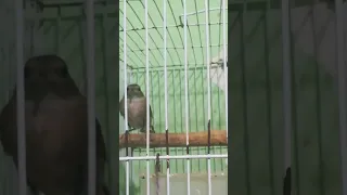 طائر العندليب 