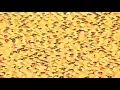 Chicago Ducky Derby sends thousands of rubber ducks down river for Special Olympics