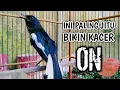 Download Lagu INI PALING JITU BIKIN KACER CEPAT EMOSI LANGSUNG ON !! PANCINGAN KACER GACOR PASTI NYAUT AMPUH.