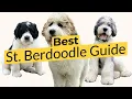 Best St Berdoodle Guide 2023