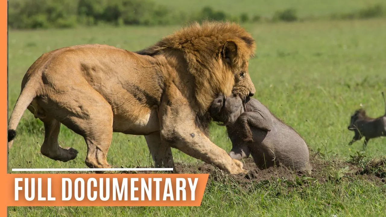 Explore the Clash of the Titans - Lions vs. Hyenas, a Fight for Territory | Full Documentary