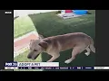 Adopt-a-Pet