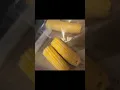 Microwave corn on the cob How to cook in ziploc bag - Quick and Easy