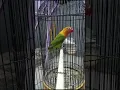 Download Lagu pancingan burung lakbet #videosort