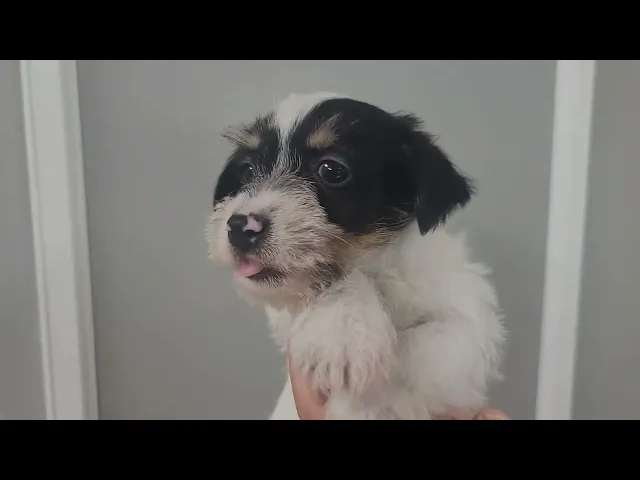 動画
