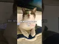 Lagu What Music?!😂😻❤️#cat #prettycat #cutecat #cats #catshorts #catvideos #funnycats #catsfun #viral