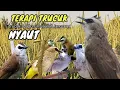 Download Lagu trucukan gacor TARUNG ROPEL PANJANG pancingan trucukan agar bunyi jadikan burung trucuk gacor EMOSI