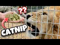 DO BIG CATS LIKE CATNIP LIONS TIGERS LEOPARDS JAGUARS