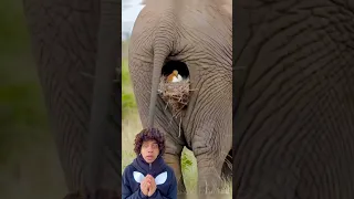 ايه ده   دندنها