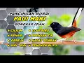Download Lagu Pancingan murai batu Bongkar isian kenari - Cililin - Lovebird panjang
