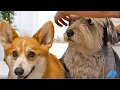 The BEST Dog Resort Spa in Ponte Vedra Beach
