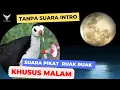 Suara pikat ruak ruak khusus malam