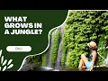 Download Lagu What Grows in the Indonesian Jungle (For Kids!)