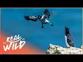 Lagu Guillemot Chicks Cliff Dive 400ft To Survive