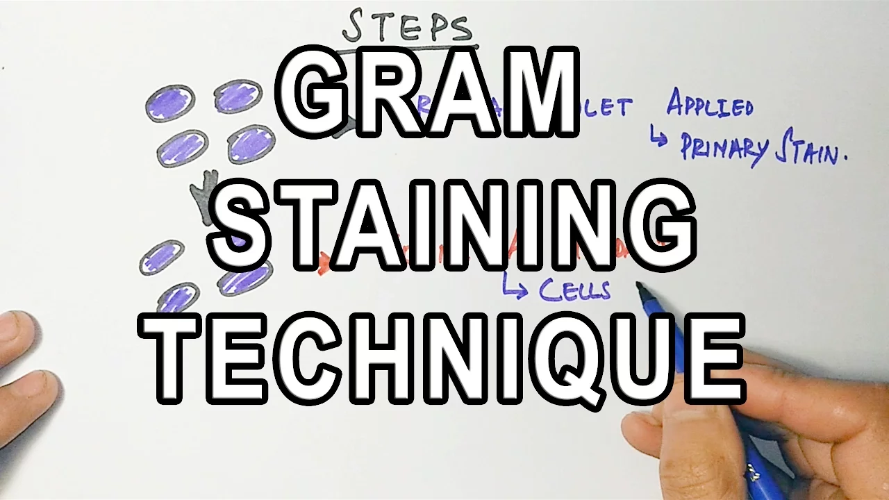 Gram Staining | Mechanism & Procedure
