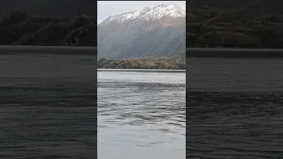 Have a whale of a day! 🐋#wildlife