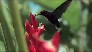 الاذان بصوت الشيخ احمد بن على العجمى دندنها
