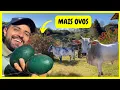 Download Lagu Buscando Nosso Boi no Vizinho - Procurando Ovos de Emu Australiano - Nasceu Garninzé | Gutejando
