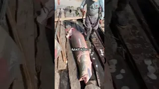 أرابيما سمكة مدرعة من الأمازون 