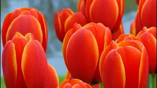 فیروز کندوزی او خماری 