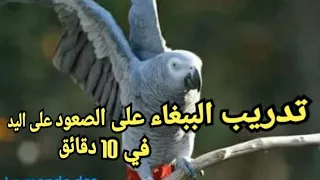 تدريب الببغاء الصعود على اليد بالأمر في    دقائق                                        دندنها