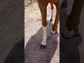 Lagu Horse walking sounds | horse shoes sound | horse getting new shoes #horse #satisfying #oddly